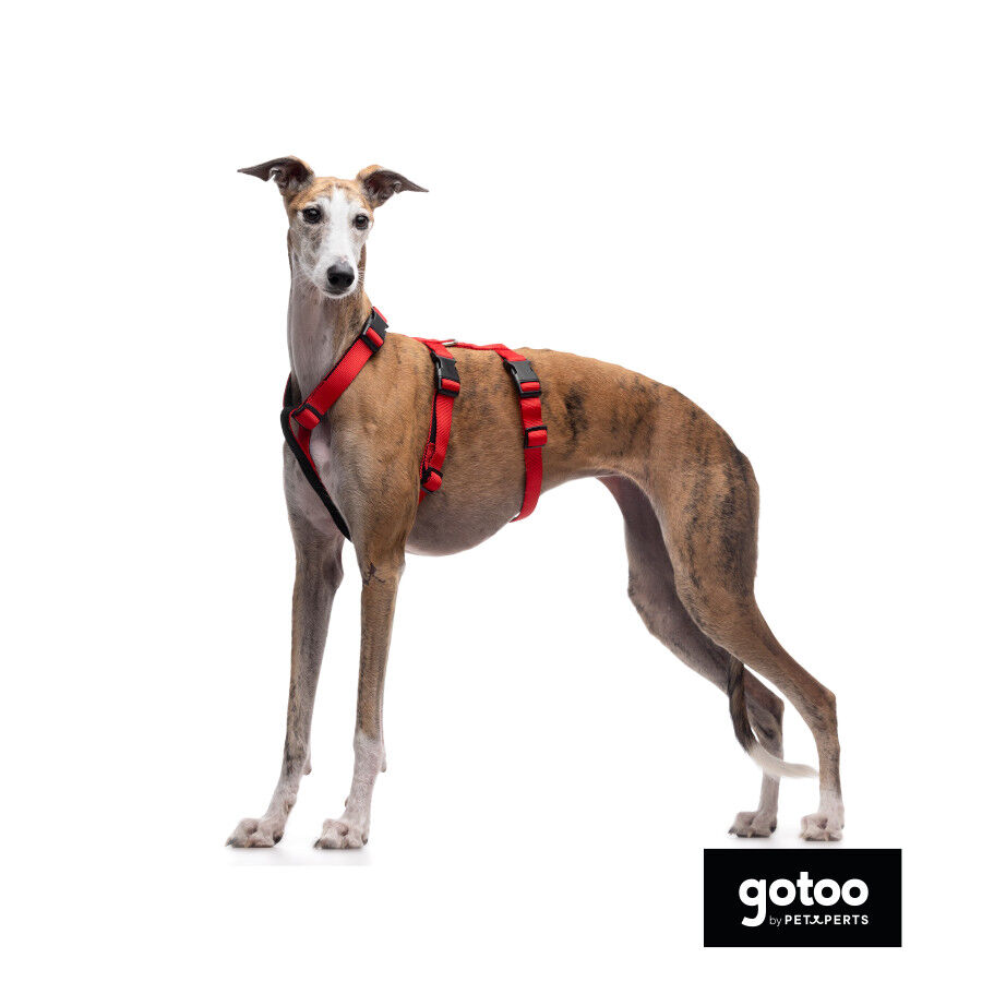 Gotoo Arn&ecirc;s antievas&atilde;o vermelho para c&atilde;es, , large Imagem n&uacute;mero 3