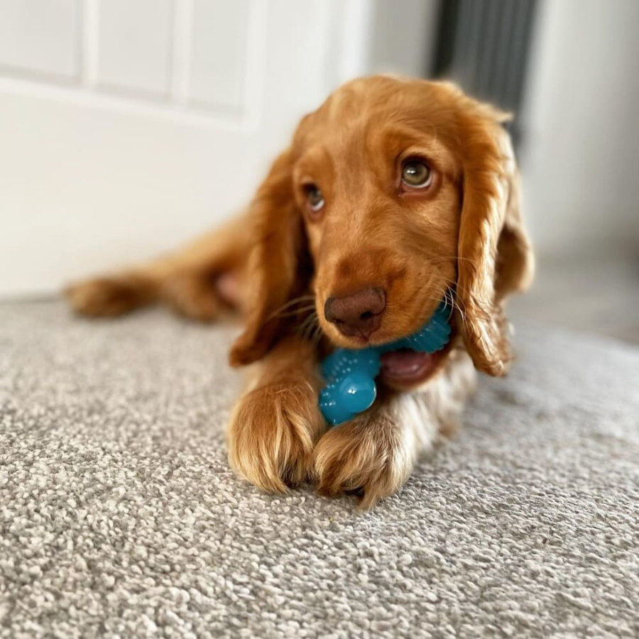 Nylabone Osso X Mordedor com Sabor a Carne para cachorros, , large Imagem n&uacute;mero 3