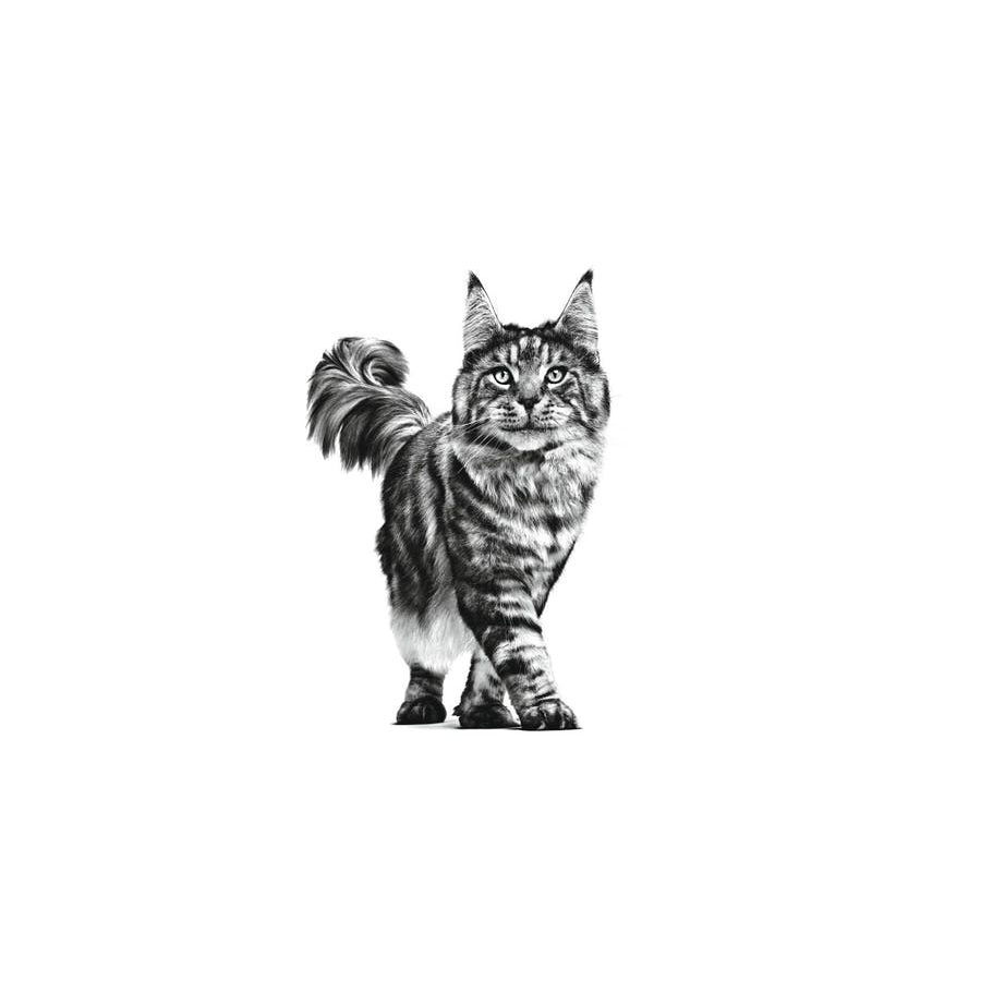 12 saquetas x 85 g Royal Canin comida h&uacute;mida Senior Consult Stage 2, , large Imagem n&uacute;mero 4