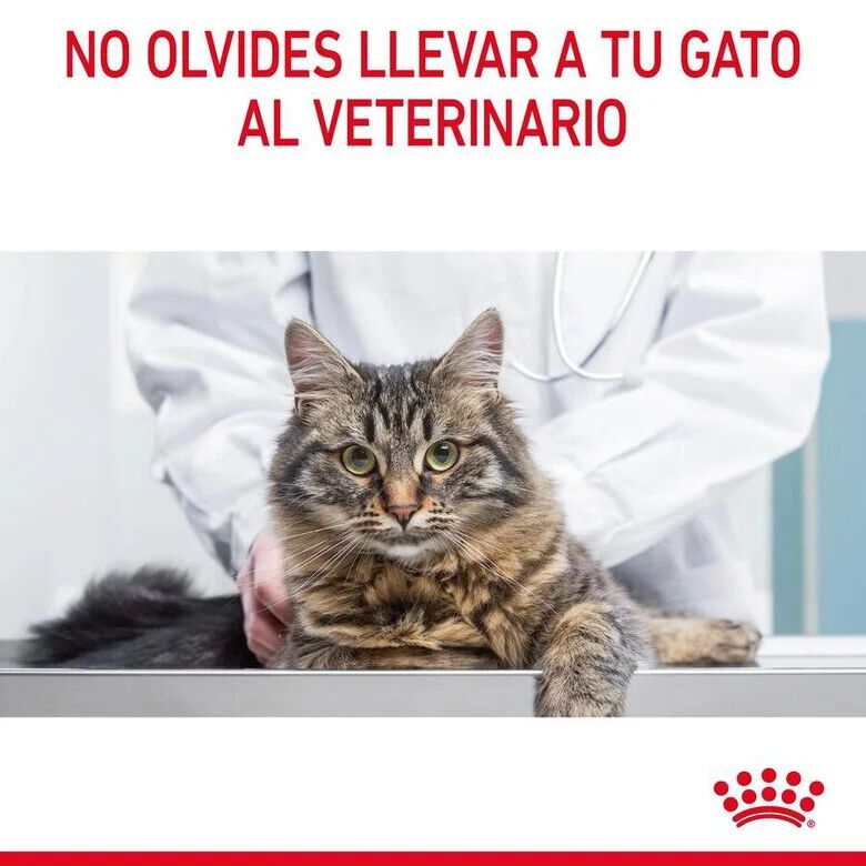 85 g Royal Canin Hairball alimento h&uacute;mido em molho saquetas para gatos, , large Imagem n&uacute;mero 9