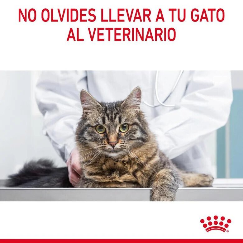 85 g Royal Canin Hairball alimento húmido em molho saquetas para gatos,  Imagem número 9 85 g Royal Canin Hairball alimento húmido em molho saquetas para gatos, , large Imagem número 9