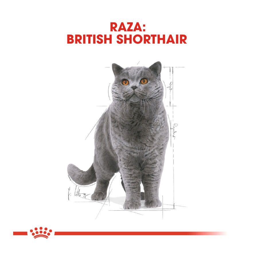 85 g Royal Canin comida h&uacute;mida British Shorthair Adult, , large Imagem n&uacute;mero 3
