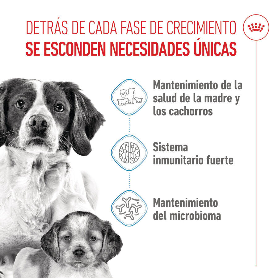 15 kg Royal Canin Medium Starter Mother&Baby ra&ccedil;&atilde;o para c&atilde;es, , large Imagem n&uacute;mero 3