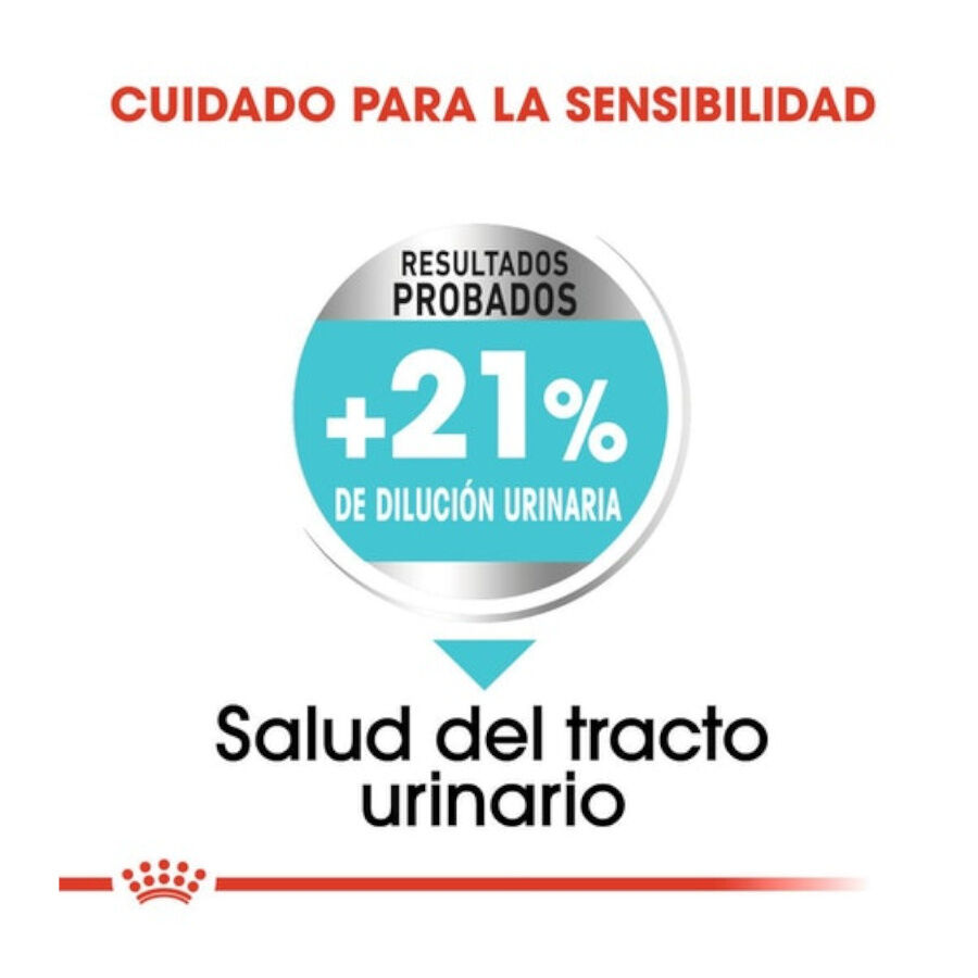 3 kg Royal Canin Mini Urinary Care ra&ccedil;&atilde;o para c&atilde;es, , large Imagem n&uacute;mero 4