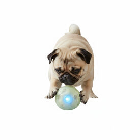 All For Paws Brinquedo Knite bola com luz para c&atilde;es