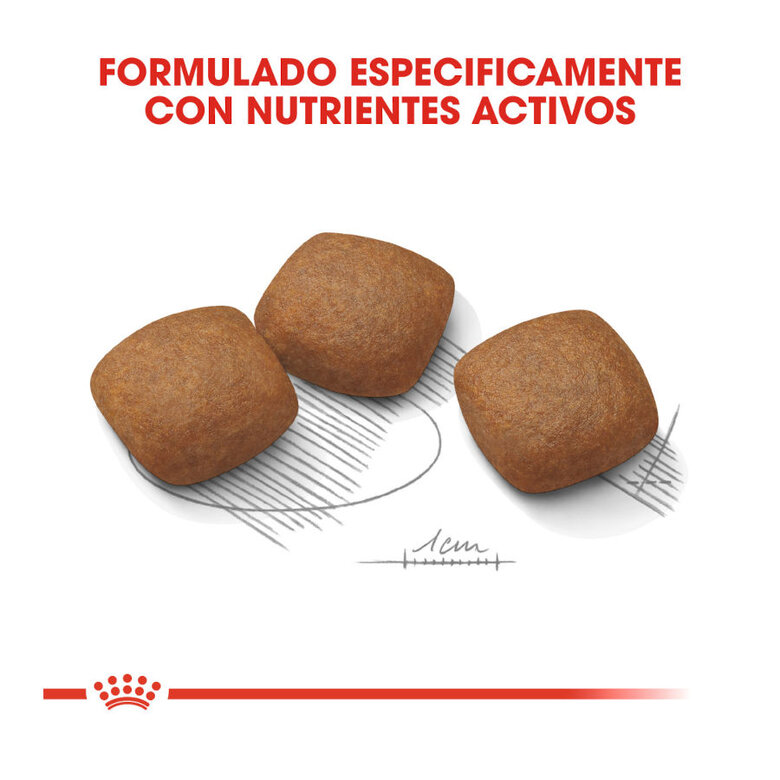 Royal Canin Maxi Joint Care ração para cães, , large image number null