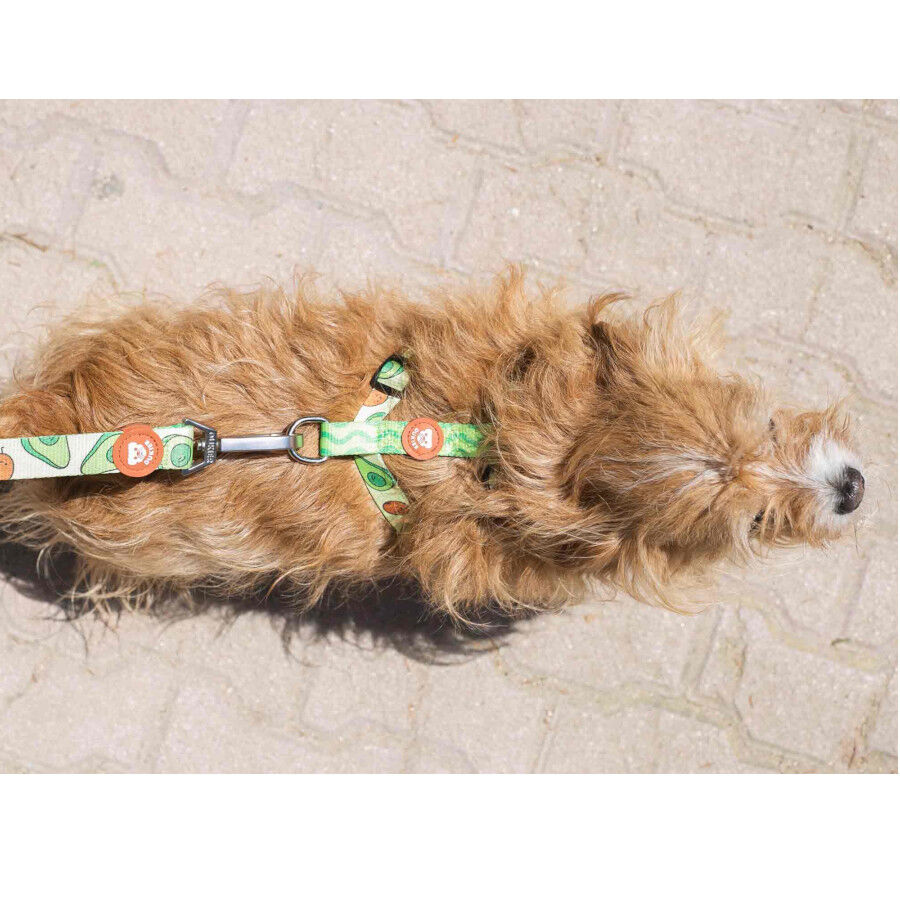 Dukier Avocado Cl&aacute;ssico Peitoral com Estampado de Abacate para c&atilde;es , , large Imagem n&uacute;mero 4