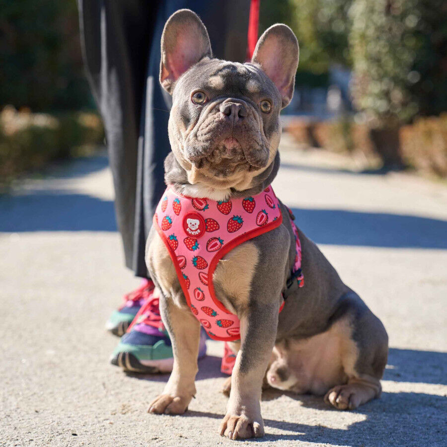 Dukier Arn&ecirc;s Revers&iacute;vel estampado Berry Love para c&atilde;es, , large Imagem n&uacute;mero 2