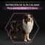 14 kg Pro Plan Adult Medium Y Large Frango ração para cães seniores, , large Indicador imagem número 8