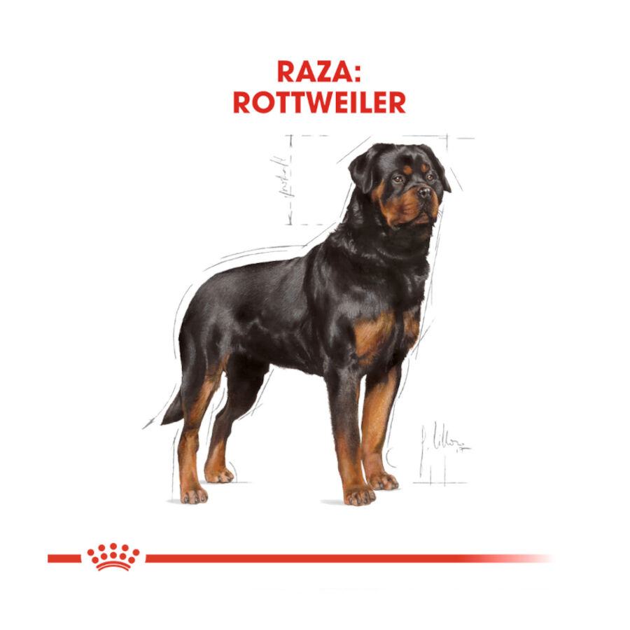12 kg Royal Canin Adult Rottweiler ra&ccedil;&atilde;o para c&atilde;es, , large Imagem n&uacute;mero 4
