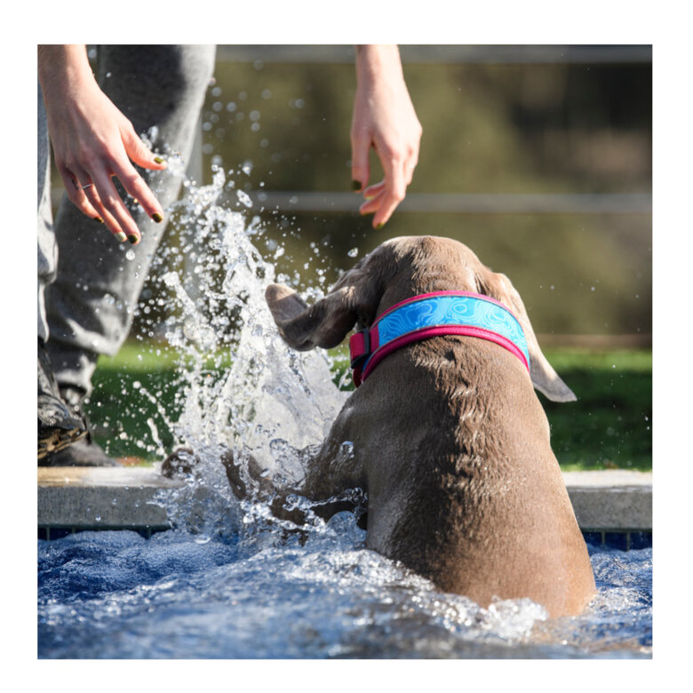 Freedog Cool Pro Tech Coleira Desportiva Fúscia para cães,  Imagem número 6 Freedog Cool Pro Tech Coleira Desportiva Fúscia para cães, , large Imagem número 6