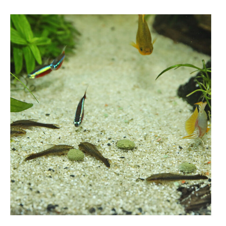 JBL Novopleco Comprimidos para peixes de fundo , , large image number null