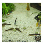 JBL Novopleco Comprimidos para peixes de fundo , , large image number null