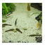 JBL Novopleco Comprimidos para peixes de fundo , , large Indicador imagem número 4