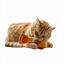 BAM! Peluche de peixe com catnip para gatos, , large Indicador imagem n&uacute;mero 5