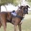 Julius K-9 IDC Peitoral Azul para cães, , large Indicador imagem número 2