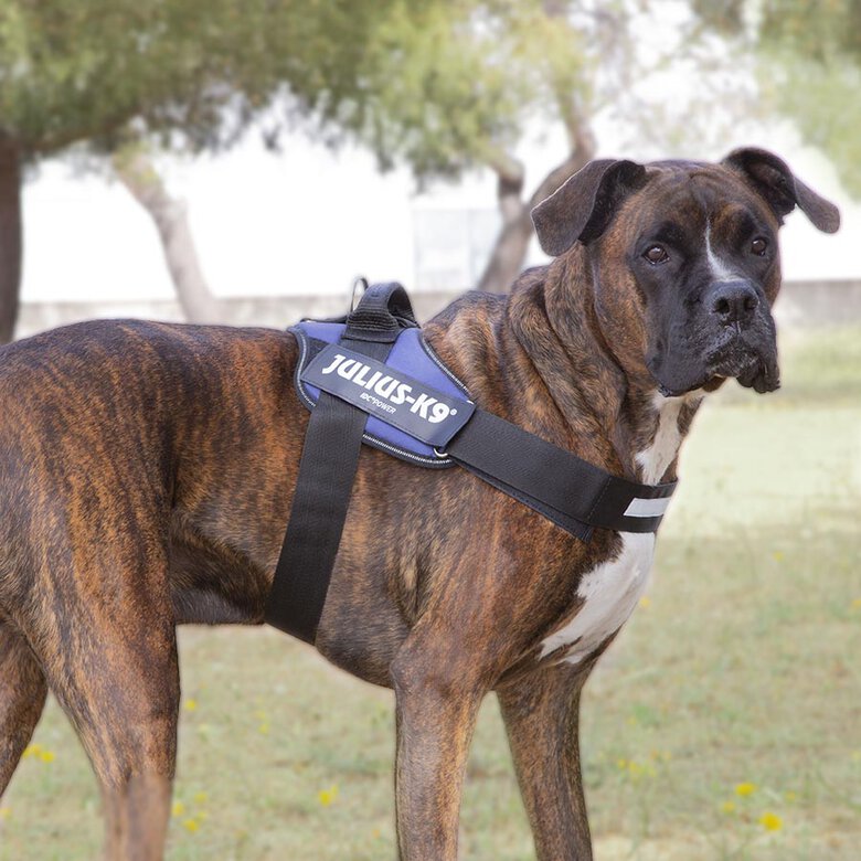 Julius K-9 IDC Peitoral Azul para cães,  Imagem número 2 Julius K-9 IDC Peitoral Azul para cães, , large Imagem número 2