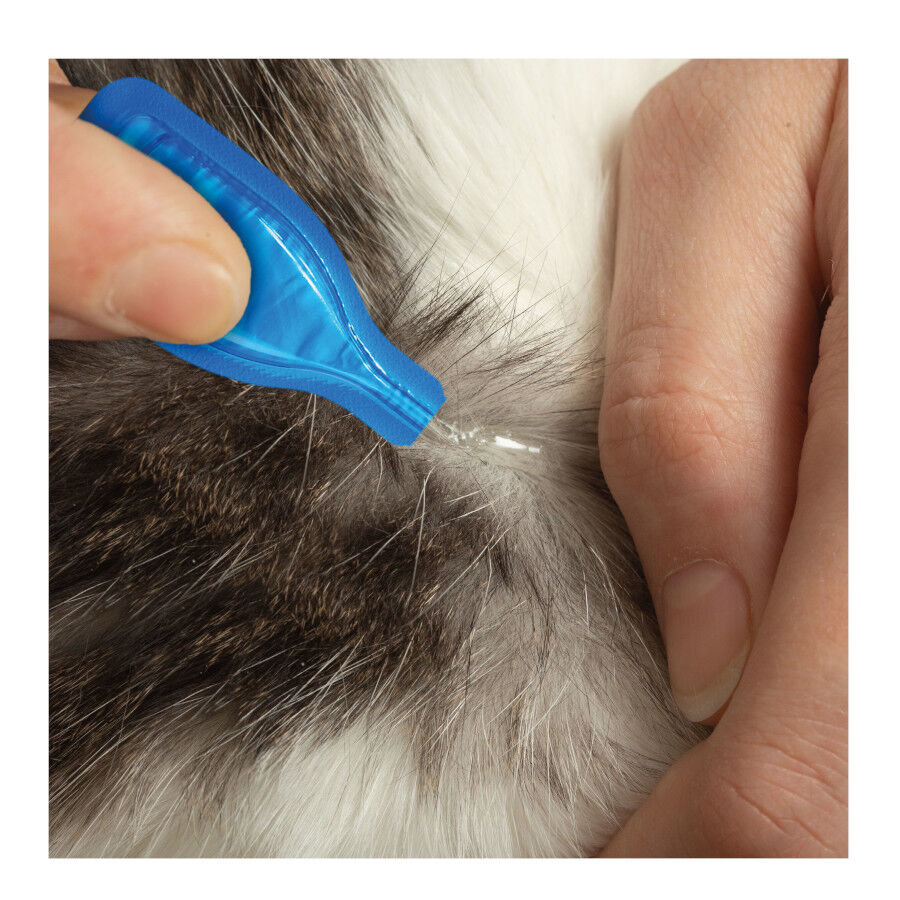 Beaphar Firprotec Pipetas antiparasit&aacute;rias para gatos, , large Imagem n&uacute;mero 5