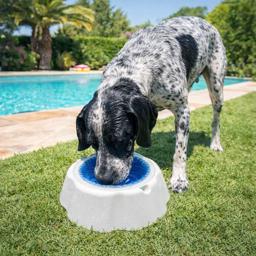 Summer Vibes Cool Bowl Small Comedouro para c&atilde;es, , large Imagem n&uacute;mero 1