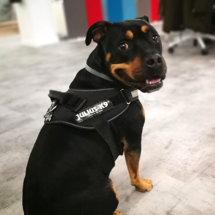 Julius-K9 IDC Peitoral Ergon&oacute;mico Preto para c&atilde;es, , large Imagem n&uacute;mero 2