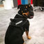 Julius-K9 IDC Peitoral Ergonómico Preto para cães, , large Indicador imagem número 2