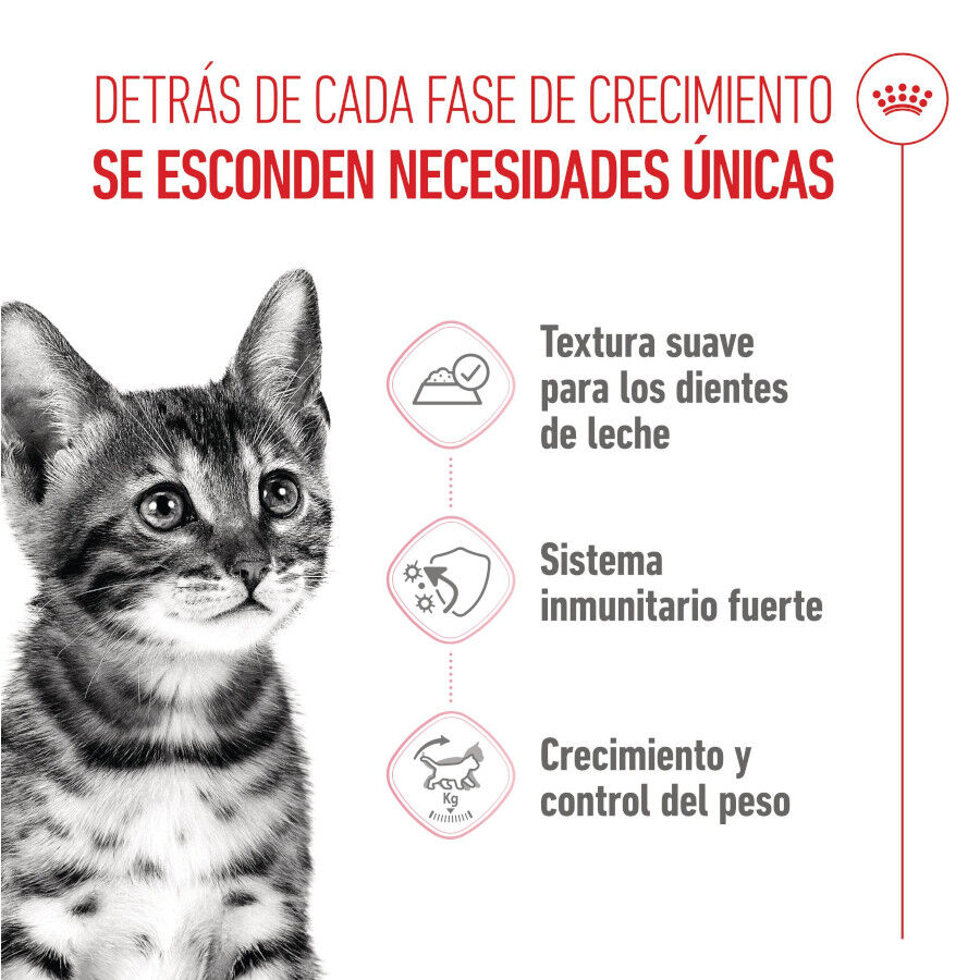 85 g Royal Canin Kitten Sterilised alimento h&uacute;mido em molho saquetas para gatos, , large Imagem n&uacute;mero 3