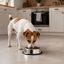 Leeby Comedouro de Metal com Anel de Silicone para c&atilde;es, , large Indicador imagem n&uacute;mero 1