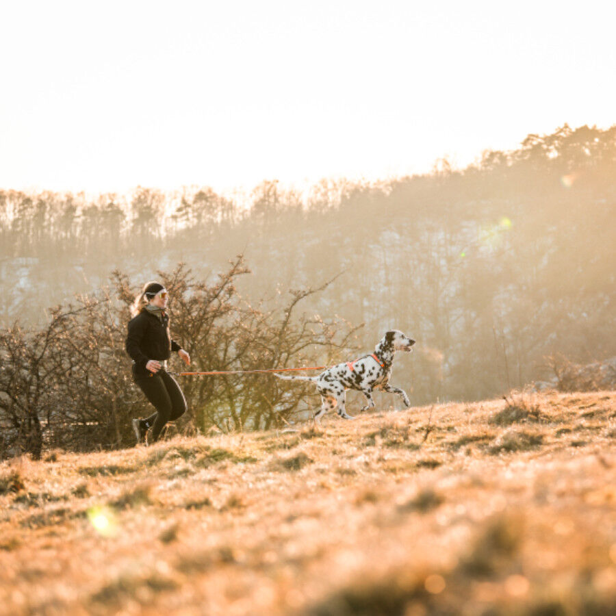 Non-stop dogwear Bungee Trela el&aacute;stica preta e laranja para c&atilde;es, , large Imagem n&uacute;mero 2
