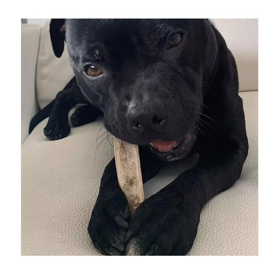 L Wild Balance Chifre de Cervo partido mastigador para c&atilde;es, , large Imagem n&uacute;mero 2