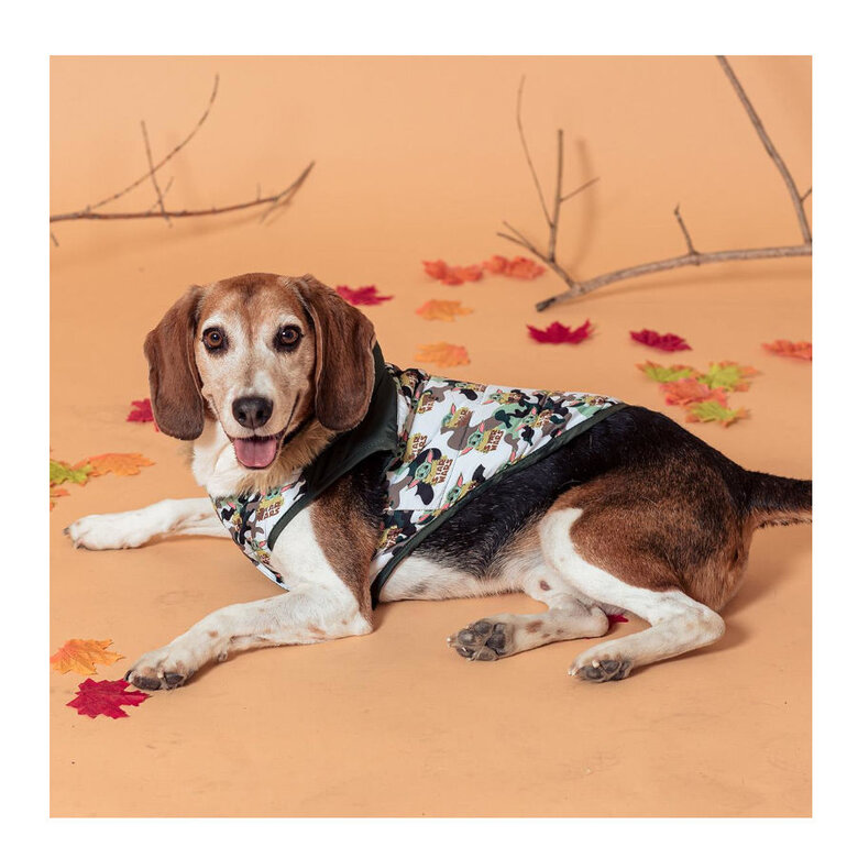 Disney Star Wars The Mandalorian Casaco Acolchoado para cães,  Imagem número 4 Disney Star Wars The Mandalorian Casaco Acolchoado para cães, , large Imagem número 4