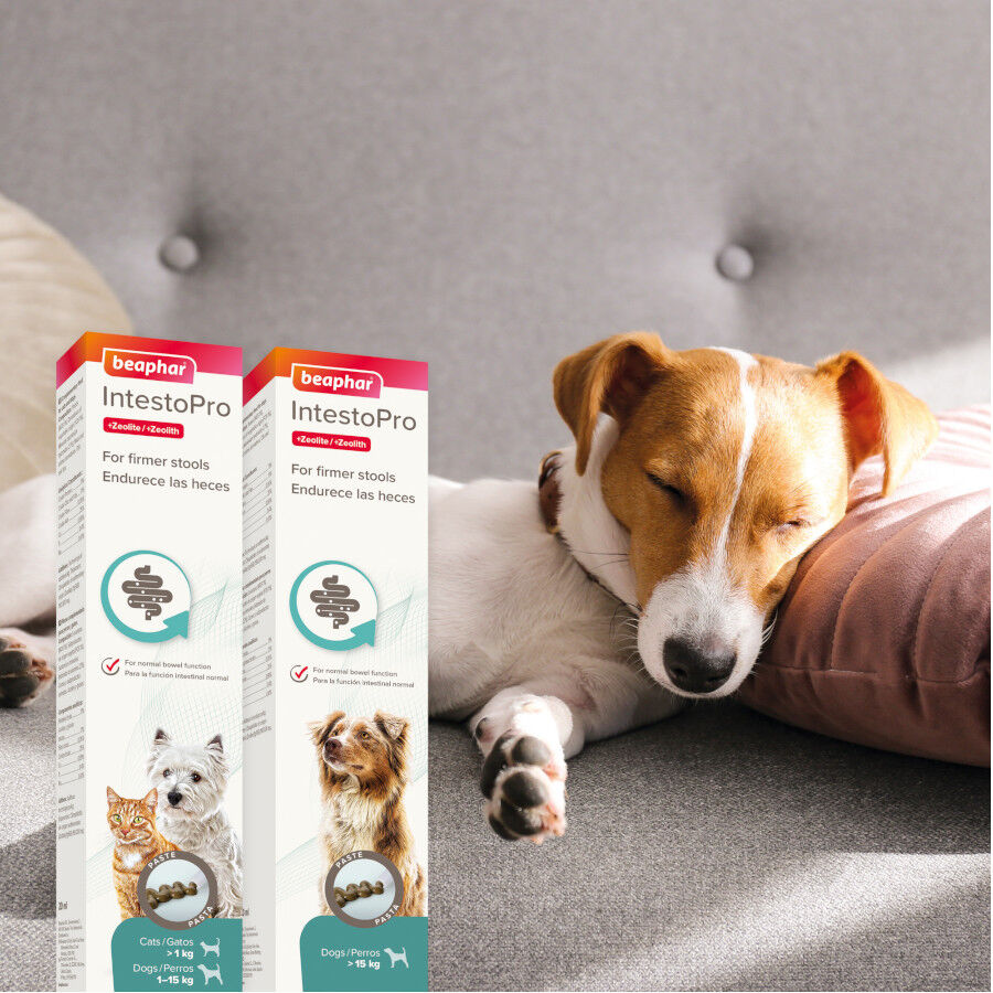 20 ml Beaphar IntestoPro pasta para c&atilde;es , , large Imagem n&uacute;mero 2