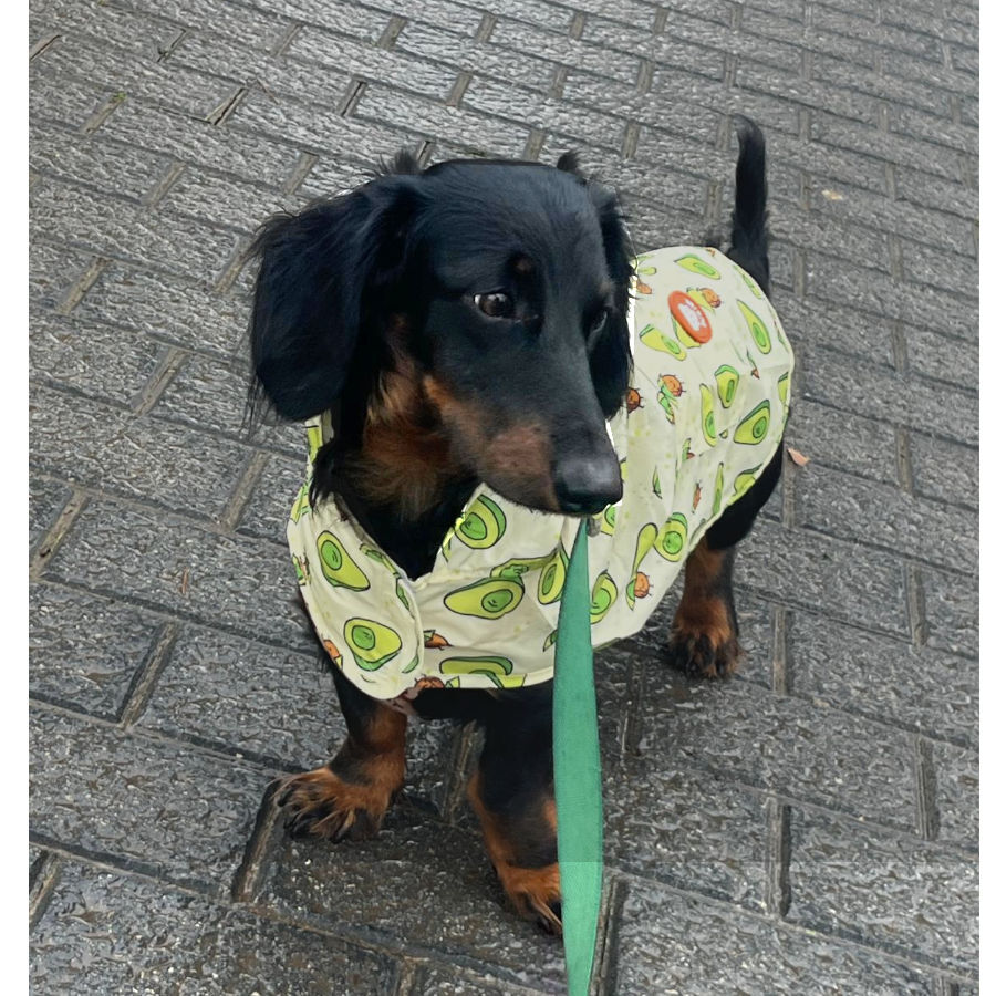 Dukier Avocado Imperme&aacute;vel para c&atilde;es, , large Imagem n&uacute;mero 5