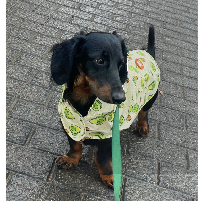Dukier Avocado Impermeável para cães,  Imagem número 5 Dukier Avocado Impermeável para cães, , large Imagem número 5