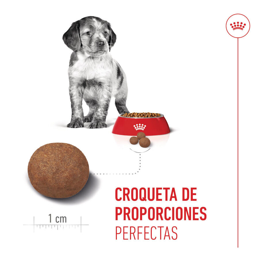 15 kg Royal Canin Puppy Medium ra&ccedil;&atilde;o para c&atilde;es, , large Imagem n&uacute;mero 5
