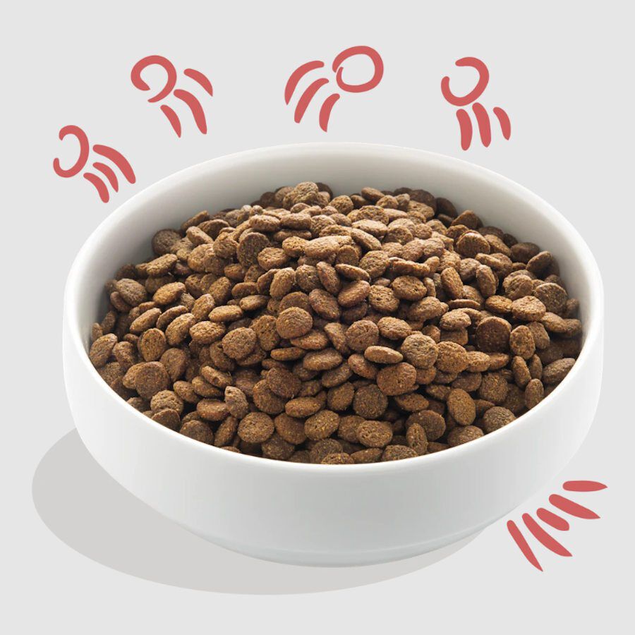 2.5 kg Edgard & Cooper Senior Salm&atilde;o da Noruega e Frango ra&ccedil;&atilde;o para c&atilde;es, , large Imagem n&uacute;mero 2