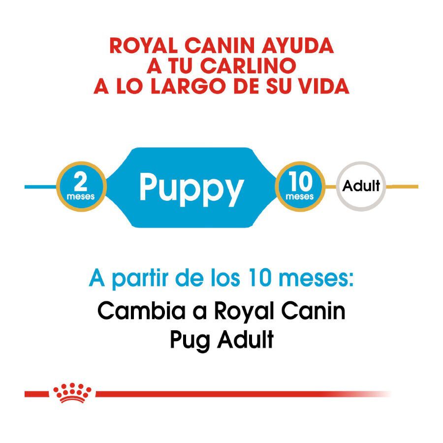 1.5 kg Royal Canin Puppy Pug ra&ccedil;&atilde;o para c&atilde;es, , large Imagem n&uacute;mero 7