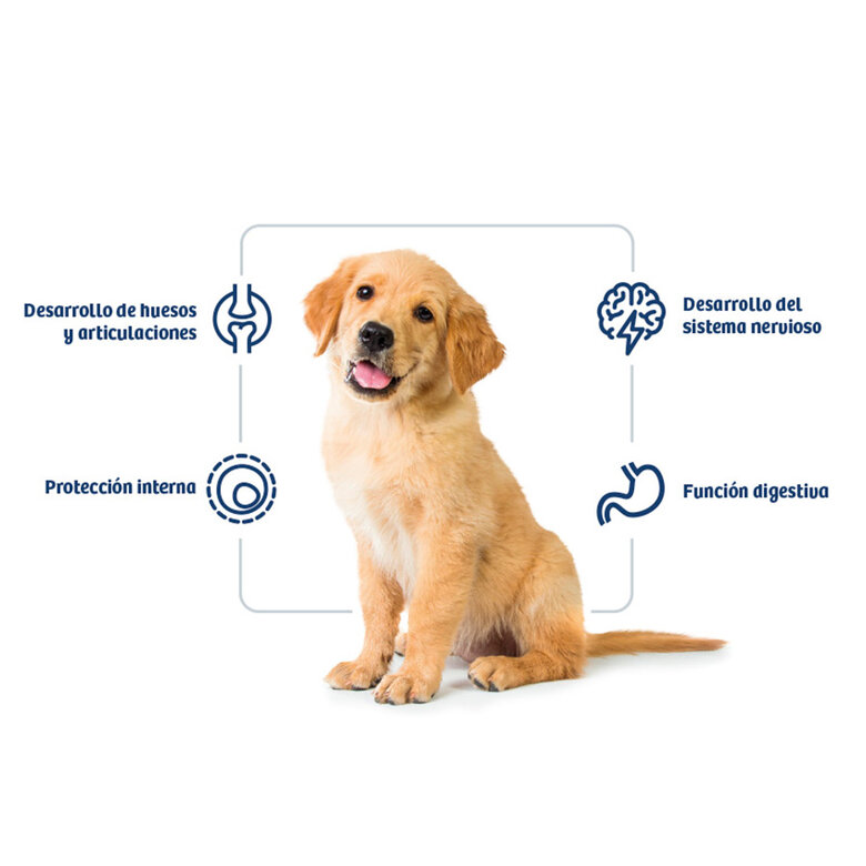 12 kg Nath Puppy Medium Maxi Frango ração para cães,  Imagem número 2 12 kg Nath Puppy Medium Maxi Frango ração para cães, , large Imagem número 2