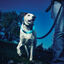 Colar Nite Ize NiteHowl Coleira com luz LED azul para cães, , large Indicador imagem número 4