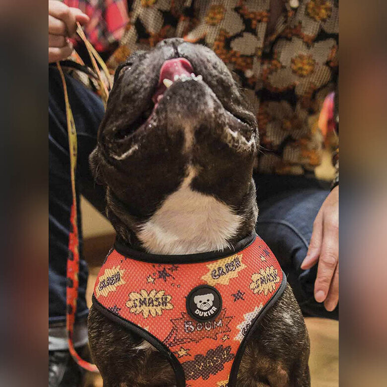 Dukier Superdog Peitoral reversível com estampado Super-Heróis para cães,  Imagem número 3 Dukier Superdog Peitoral reversível com estampado Super-Heróis para cães, , large Imagem número 3