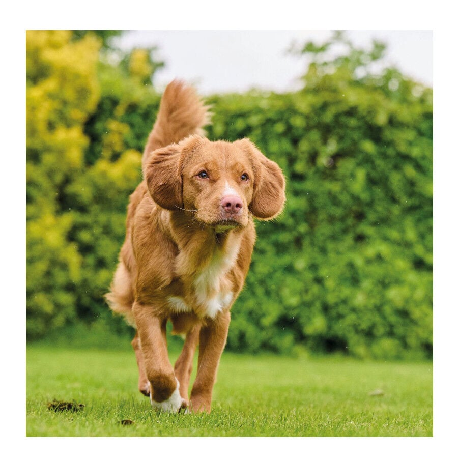 Beaphar Drucal Condroprotetor para c&atilde;es e gatos, , large Imagem n&uacute;mero 4