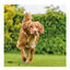 Beaphar Drucal Condroprotetor para cães e gatos, , large Indicador imagem número 4