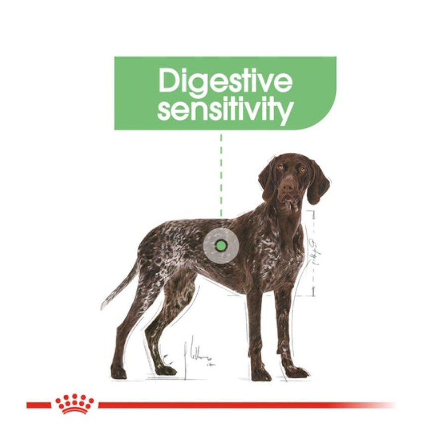 Royal Canin Maxi Digestive Care comida para c&atilde;es, , large Imagem n&uacute;mero 2