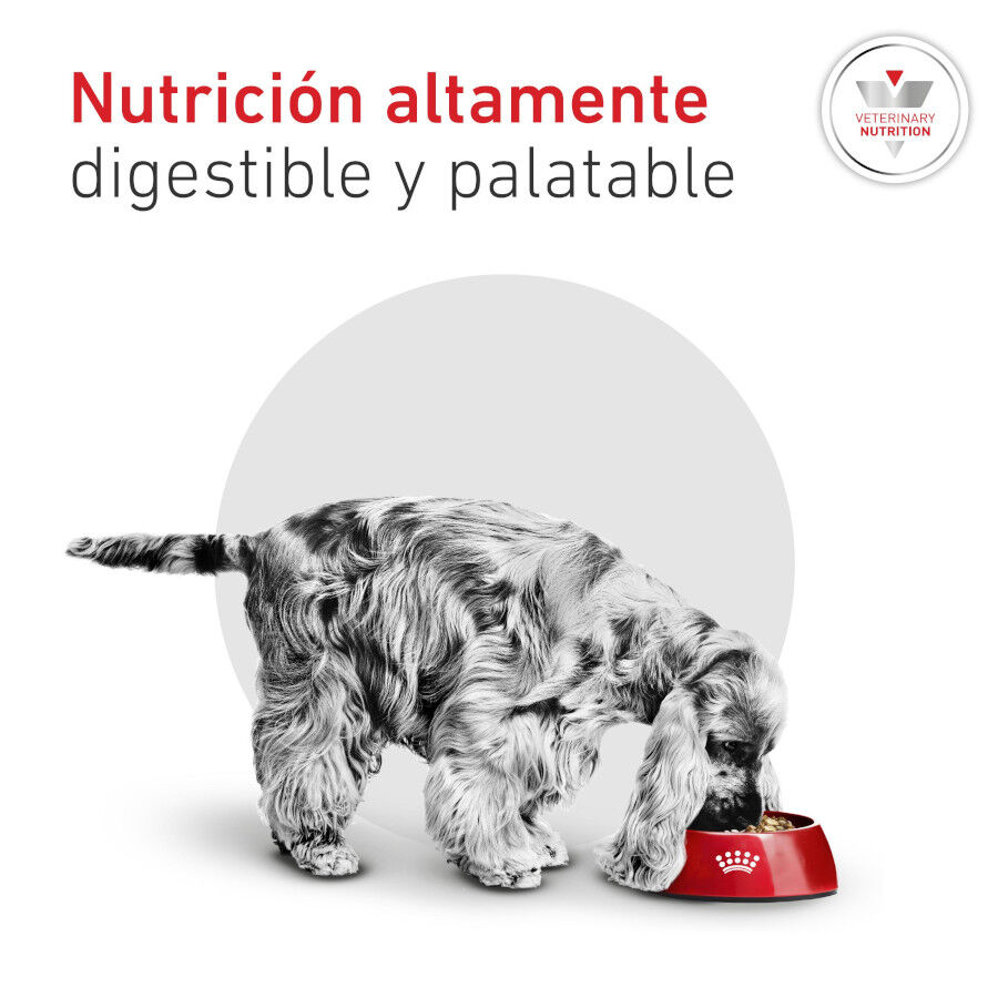 8 kg Royal Canin Glycobalance Ra&ccedil;&atilde;o para c&atilde;es, , large Imagem n&uacute;mero 5