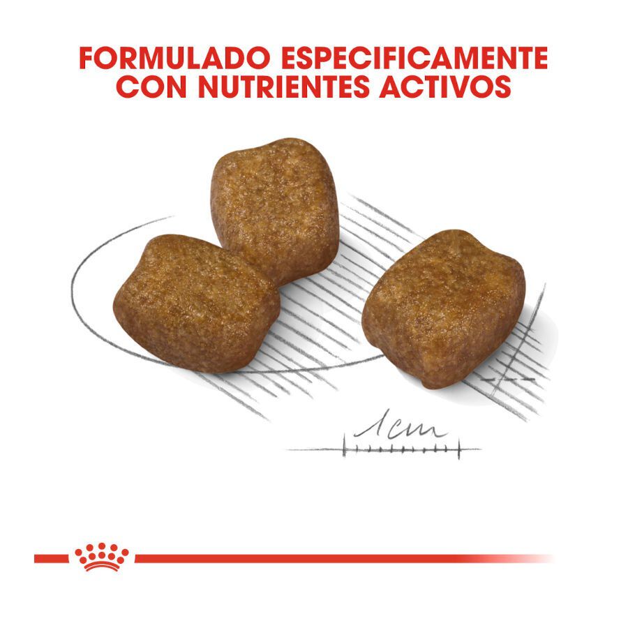 3 kg Royal Canin Mini Dental Care ra&ccedil;&atilde;o para c&atilde;es, , large Imagem n&uacute;mero 3