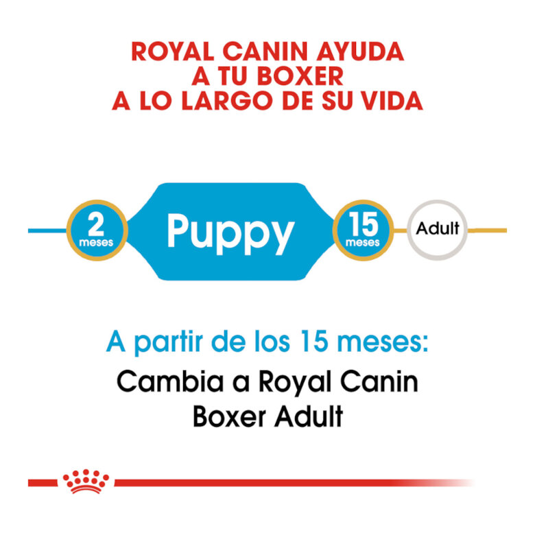 Royal Canin Puppy Boxer ração para cães,  Imagem número 6 Royal Canin Puppy Boxer ração para cães, , large Imagem número 6