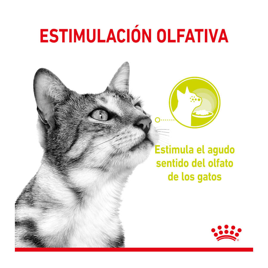 85 g Royal Canin Adult Sensory Smell molho saqueta para gatos, , large Imagem n&uacute;mero 3