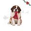 Wonder Christmas Polvo XL Peluche para c&atilde;es, , large Indicador imagem n&uacute;mero 1