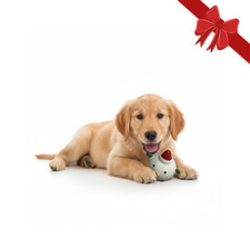 Wonder Christmas Bola de Natal para Cães