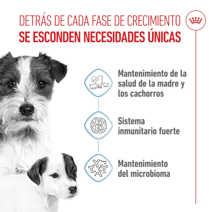 Royal Canin Mini Starter MothereBaby ra&ccedil;&atilde;o para c&atilde;es, , large Imagem n&uacute;mero 3