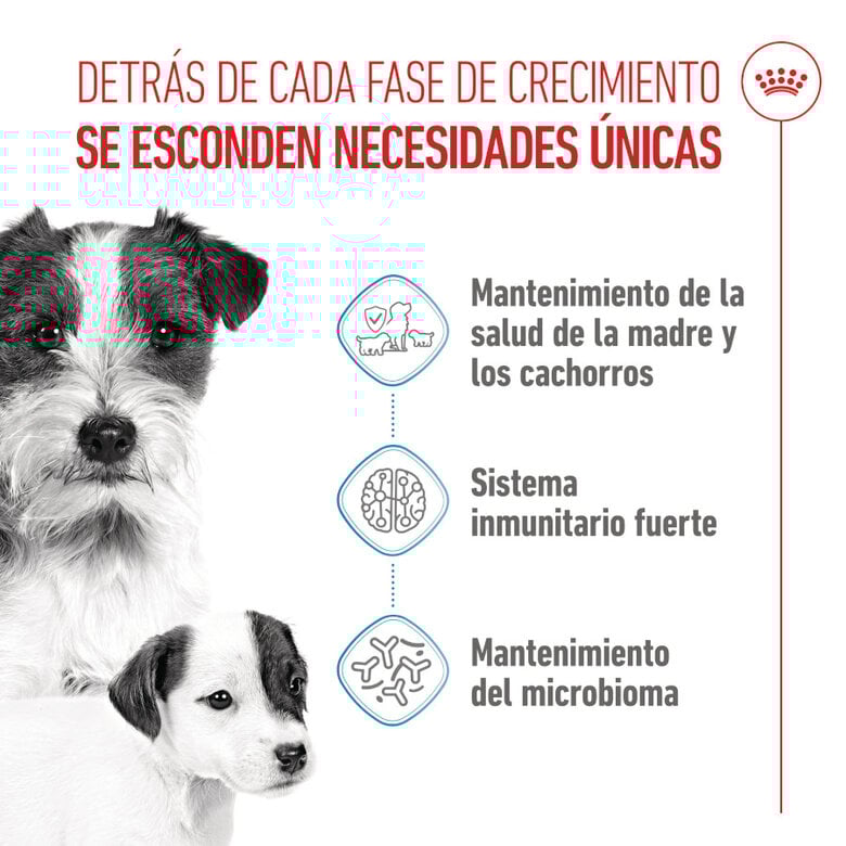 Royal Canin Mini Starter MothereBaby ração para cães,  Imagem número 3 Royal Canin Mini Starter MothereBaby ração para cães, , large Imagem número 3